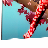 Blossoms on a starfish